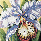 The delicate beauty of one orchid fills the entire frame of this design. A soft yellow background behind a spray of tall leaves ensure that the orchid is the only focus of this intoxicating picture.